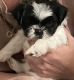 Shih Tzu Puppies for sale in Dallas-Fort Worth Metropolitan Area, TX, USA. price: NA