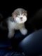 Shih Tzu Puppies for sale in San Leandro, CA 94577, USA. price: $600