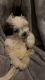 Shih Tzu Puppies for sale in Lamesa, TX 79331, USA. price: $300
