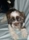 Shih Tzu Puppies for sale in Denver, CO, USA. price: $700