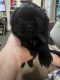 Shih Tzu Puppies for sale in DeSoto, TX 75115, USA. price: $1,000