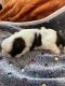 Shih Tzu Puppies for sale in Largo, FL, USA. price: $700