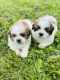 Shih Tzu Puppies for sale in Rosedale, MD, USA. price: $750