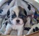 Shih Tzu Puppies for sale in Cheney, WA 99004, USA. price: NA