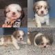 Shih Tzu Puppies for sale in San Antonio, TX, USA. price: NA