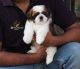Shih Tzu Puppies for sale in Mumbai, Maharashtra, India. price: 40,000 INR