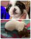 Shih Tzu Puppies for sale in Springfield, MO 65807, USA. price: $400