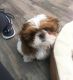 Shih Tzu Puppies for sale in 1109 SW Boswell Ave, Topeka, KS 66604, USA. price: $300