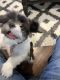 Shih Tzu Puppies for sale in Arlington, TX, USA. price: NA
