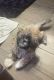 Shih Tzu Puppies for sale in 10898 103rd Ave, Largo, FL 33778, USA. price: $1,800