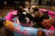 Shih Tzu Puppies for sale in Honolulu, HI, USA. price: $1,800