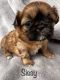 Shih Tzu Puppies for sale in Toppenish, WA 98948, USA. price: $3,200