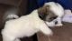 Shih Tzu Puppies for sale in Fresno, CA, USA. price: $950