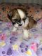 Shih Tzu Puppies for sale in Kauai County, HI, USA. price: $2,800