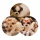 Shih Tzu Puppies for sale in 5450 N Maruyama Ave, Fresno, CA 93723, USA. price: $620