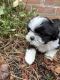 Shih Tzu Puppies for sale in Brooklyn, NY 11203, USA. price: $800