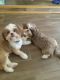 Shih Tzu Puppies for sale in Quinlan, TX 75474, USA. price: $600