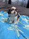 Shih Tzu Puppies for sale in Honolulu, HI, USA. price: $2,000
