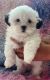 Shih Tzu Puppies for sale in San Leandro, CA, USA. price: NA