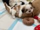 Shih Tzu Puppies for sale in Pleasanton, CA 94588, USA. price: $1,000