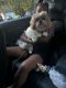 Shih Tzu Puppies for sale in Mableton, GA, USA. price: $750