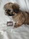Shih Tzu Puppies for sale in Highland Park, TX, USA. price: NA