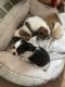 Shih Tzu Puppies for sale in Brooklyn, NY 11212, USA. price: $800