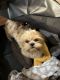 Shih Tzu Puppies for sale in Brooklyn, NY, USA. price: $700