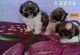 Shih Tzu Puppies for sale in Mahalakshmi Layout, Bengaluru, Karnataka, India. price: 9,000 INR