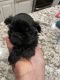 Shih Tzu Puppies for sale in Black Forest, Colorado. price: $1,500