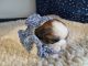 Shih Tzu Puppies for sale in Macomb, MO 65702, USA. price: $600