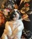 Shih Tzu Puppies for sale in Kalispell, Montana. price: NA