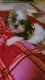 Shih Tzu Puppies for sale in East Delhi, Delhi, India. price: 15,000 INR