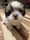 Shih Tzu Puppies for sale in Angelica, New York. price: $550