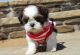 Shih Tzu Puppies for sale in New York, New York. price: $400
