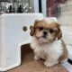 Shih Tzu Puppies for sale in Denver, Colorado. price: $400