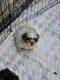 Shih Tzu Puppies for sale in Smithsburg, MD 21783, USA. price: $450