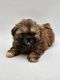 Shih Tzu Puppies for sale in Philadelphia, PA, USA. price: $571