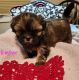 Shih Tzu Puppies for sale in Florence, MT 59833, USA. price: NA