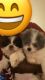 Shih Tzu Puppies for sale in Jefferson, Louisiana. price: $850