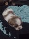 Shih Tzu Puppies for sale in Yakima, WA, USA. price: $600
