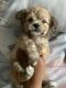 Shih Tzu Puppies for sale in Philadelphia, Pennsylvania. price: $900