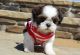 Shih Tzu Puppies for sale in New York, New York. price: $500