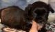 Shih Tzu Puppies for sale in Shippensburg, Pennsylvania. price: $500