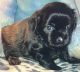 Shih Tzu Puppies for sale in Shippensburg, Pennsylvania. price: $500