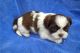 Shih Tzu Puppies for sale in Colorado Springs, Colorado. price: NA