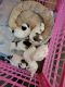 Shih Tzu Puppies for sale in Warner Robins, Georgia. price: $800
