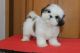 Shih Tzu Puppies for sale in Billings, Montana. price: $700