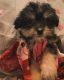 Shih Tzu Puppies for sale in Phoenix, Arizona. price: $600
