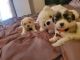 Shih Tzu Puppies for sale in King of Prussia, Pennsylvania. price: NA